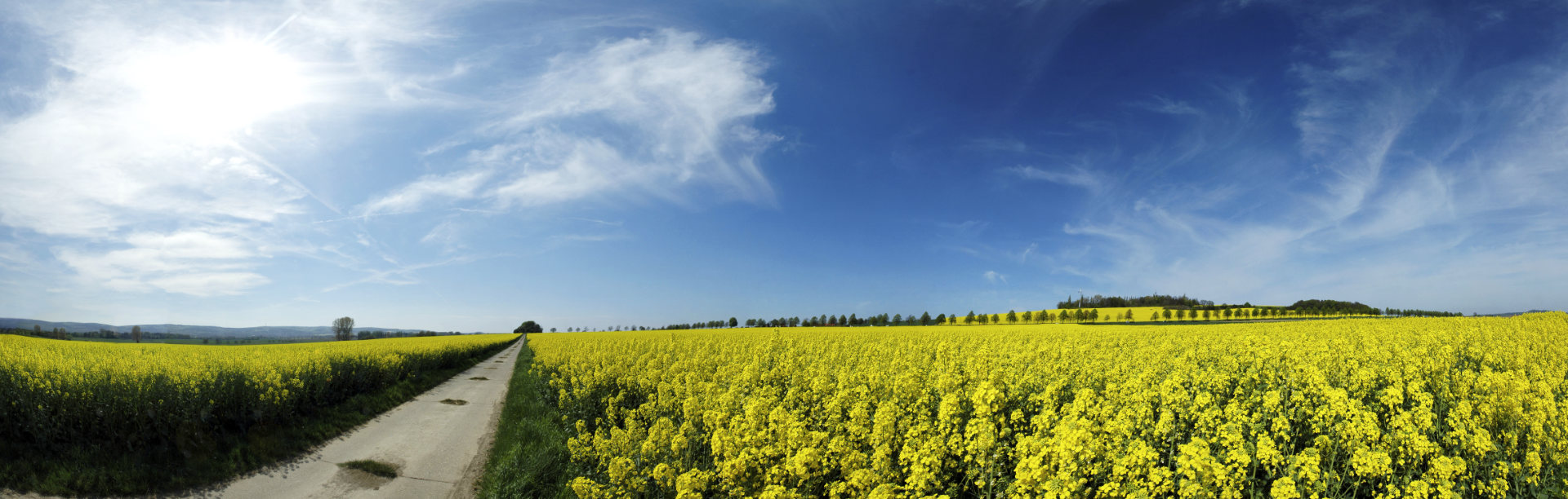 Panorama – Rapsfeld